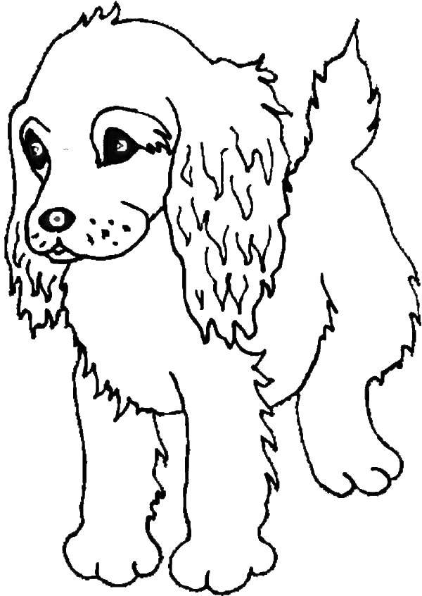 Название: Раскраска Ушастый пёс. Категория: домашние животные. Теги: Животные, собака.