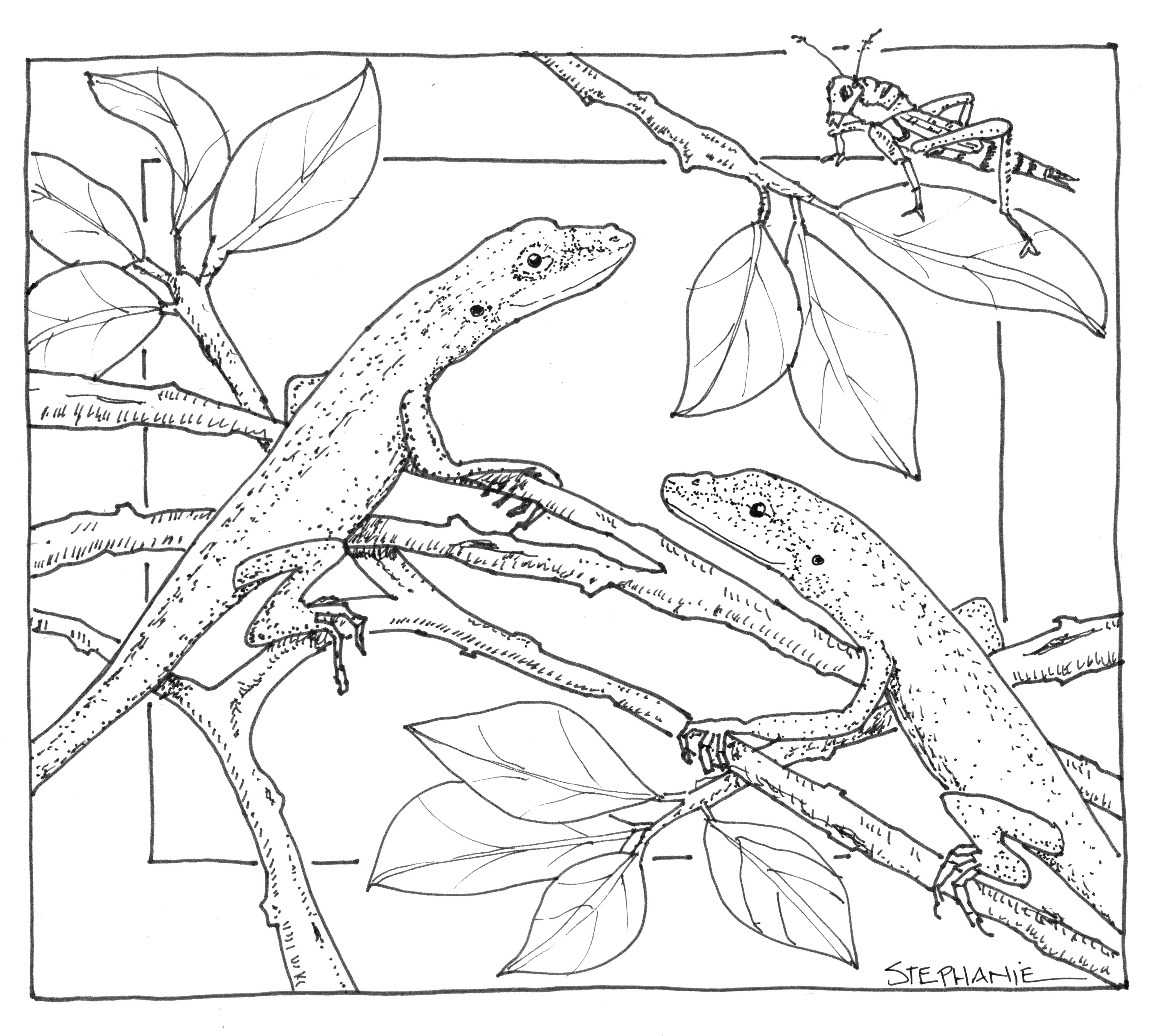 Coloring Lizard sitting on leaves. Category Animals. Tags:  Animals, lizard, grasshopper, leaves.