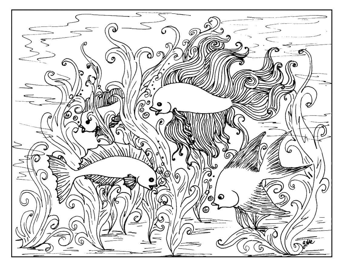 Название: Раскраска Золотая рыбка с подружками. Категория: морское. Теги: Подводный мир, рыба.