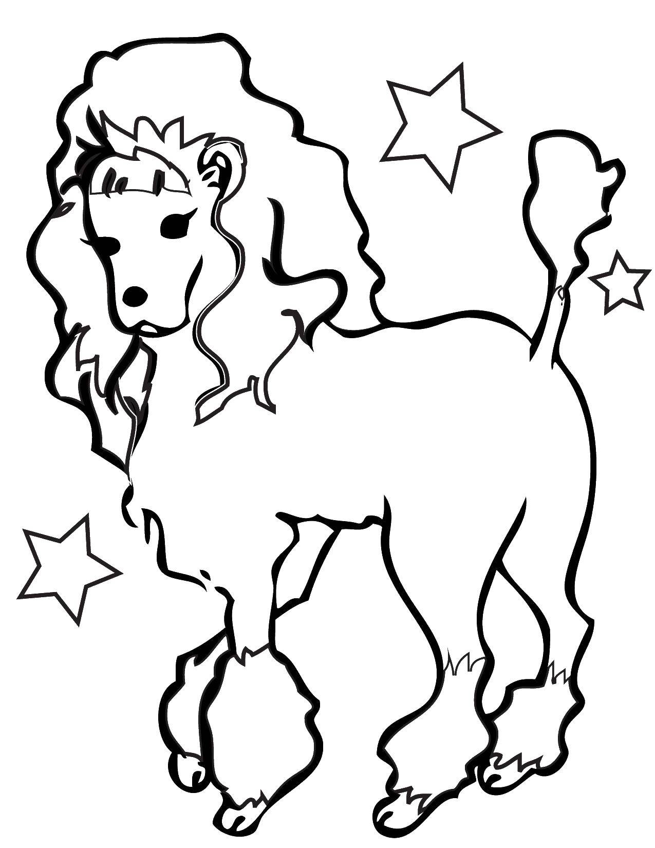 Coloring Star poodle are out. Category Pets allowed. Tags:  Animals, dog.