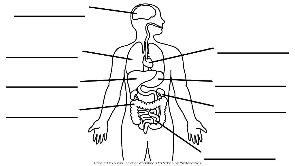 Coloring The human body. Category coloring. Tags:  the esophagus , stomach, liver, throat.