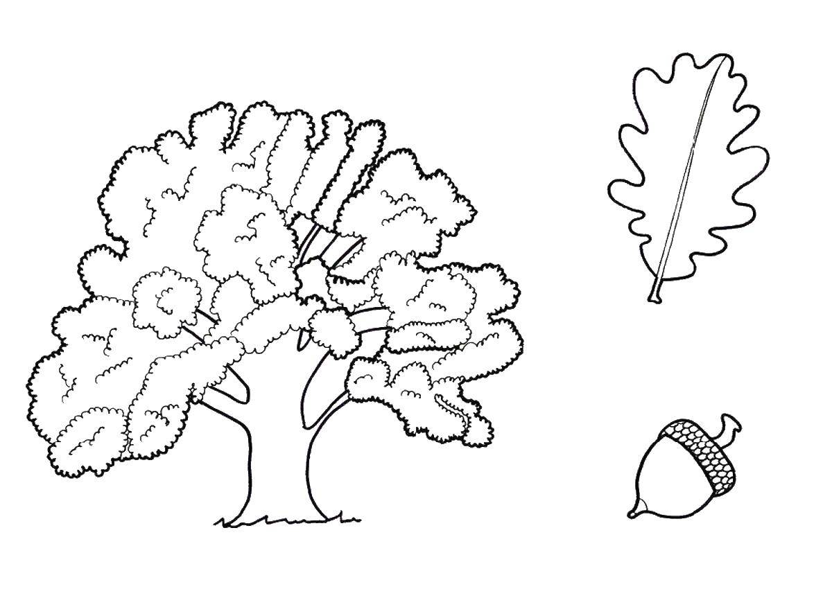 Coloring Oak and acorn. Category coloring. Tags:  oak, acorn, leaves.