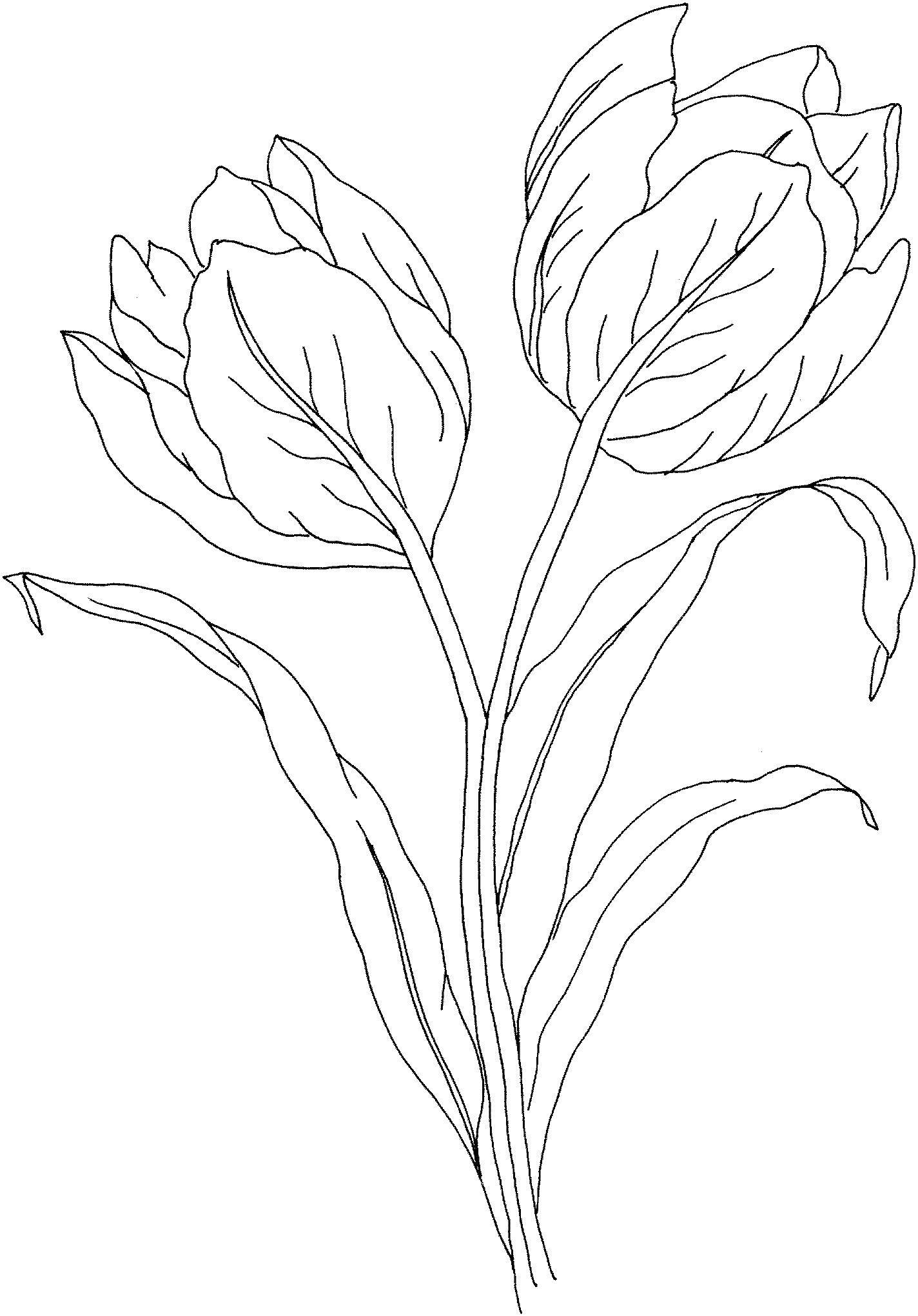 Название: Раскраска Два вялых тюльпана. Категория: цветы. Теги: цветы, тюльпан, листок.