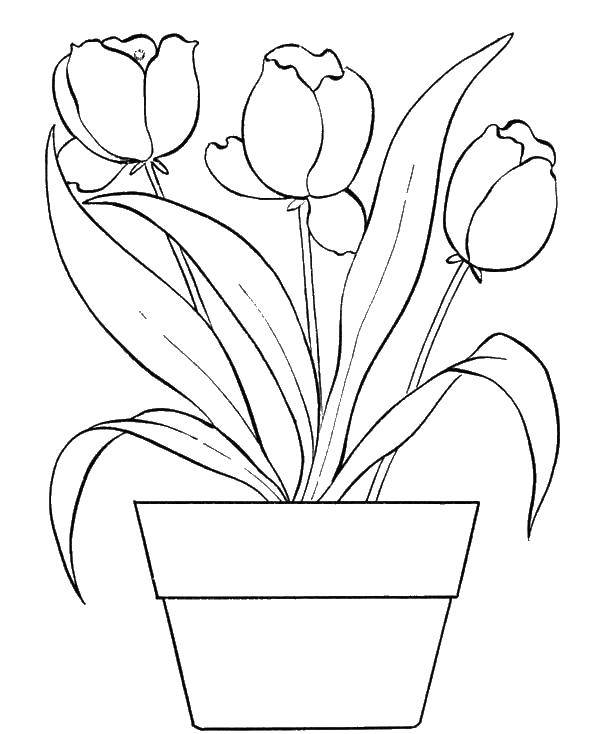 Coloring A pot of flowers. Category Vase. Tags:  pot, flowers, leaves.