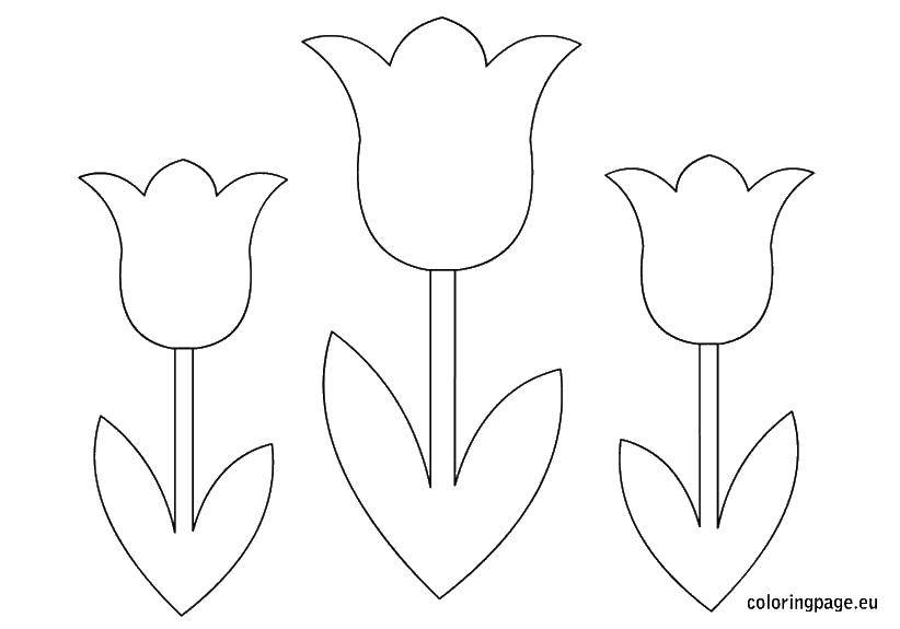 Название: Раскраска Контур трех тюльпанов. Категория: Ваза. Теги: тюльпана, контур, листья.
