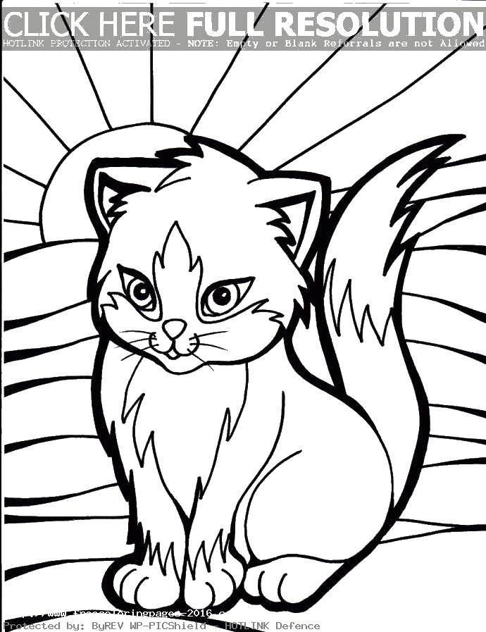 Название: Раскраска Кошка и солнце. Категория: котики. Теги: кошка, солнце, хвостик.