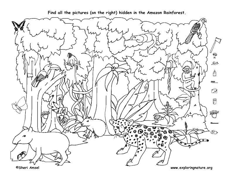Название: Раскраска Лес амазонки. Категория: Найди предметы. Теги: тигр, попугай, обезьяны.