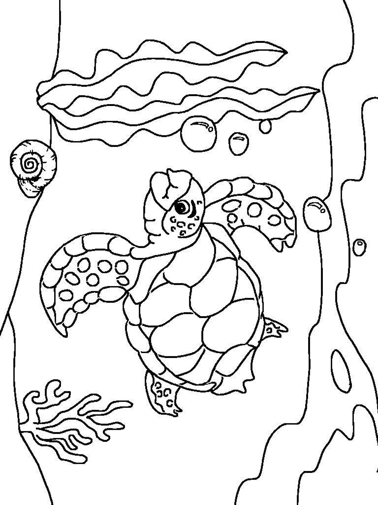 Название: Раскраска Морская черепаха и водоросли. Категория: морские обитатели. Теги: черепаха, водоросли, ракушки.