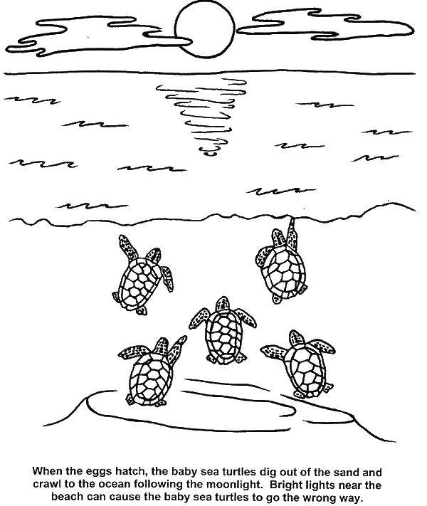 Название: Раскраска Морские черепахи и солнце. Категория: морские обитатели. Теги: черепахи, море, солнце.