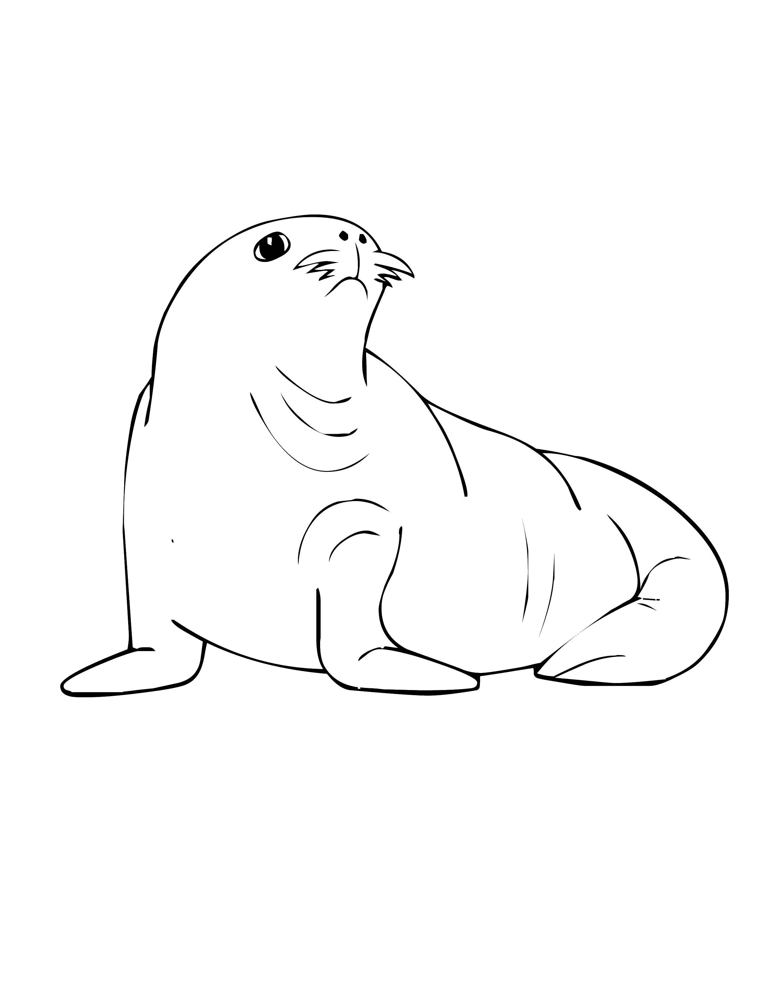 Название: Раскраска Морской тюлень. Категория: животные. Теги: тюлень, усы.