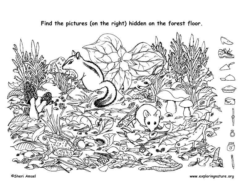 Название: Раскраска Мышки и белочки в лесу. Категория: Найди предметы. Теги: мышка, белочка, листья, грибы.