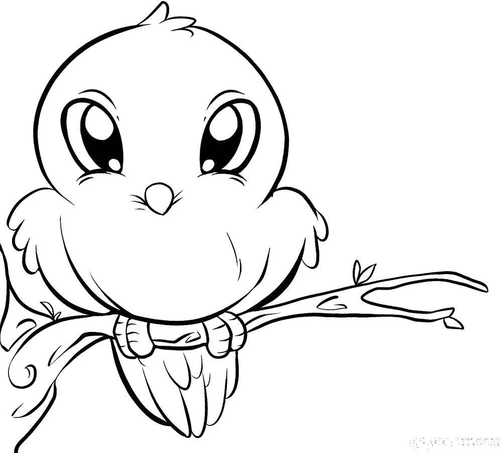 Coloring The bird on the branch. Category birds. Tags:  baby bird, branch, eyes.