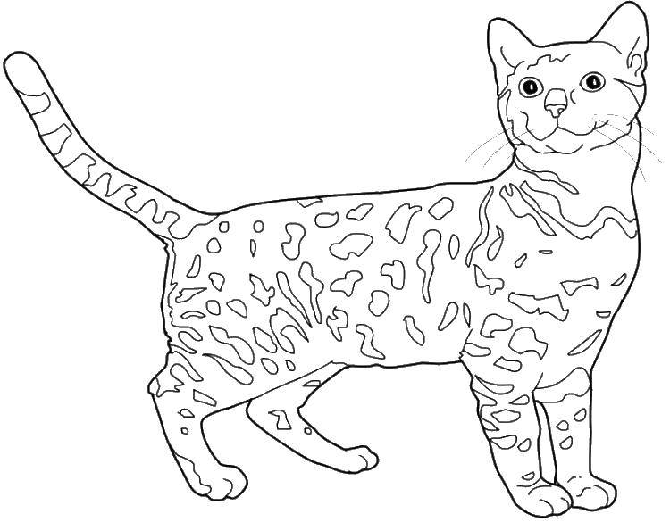 Название: Раскраска Пятнистая кошечка. Категория: раскраски. Теги: кошка, хвост, усы, уши.