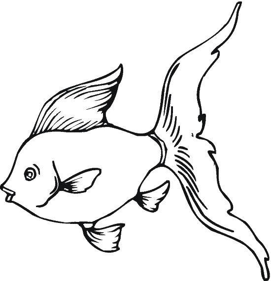 Coloring Fish with a tail. Category fish. Tags:  fish, tail, fin, bubbles.