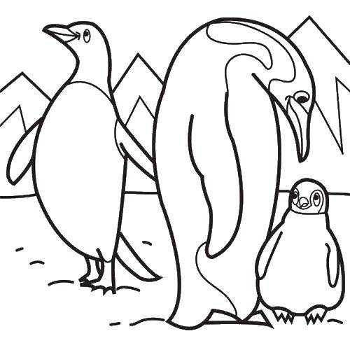 Название: Раскраска Семейство пингвинов. Категория: птицы. Теги: Птицы.