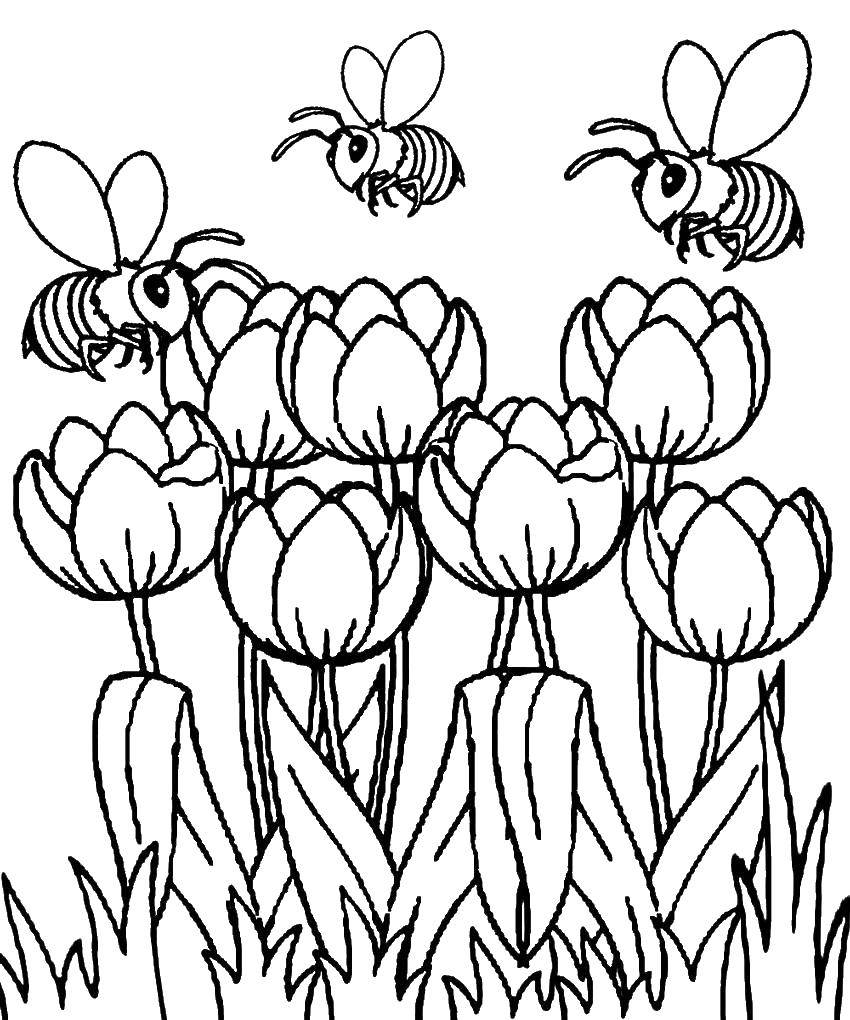 Название: Раскраска Тюльпаны и пчелы. Категория: цветы. Теги: тюльпаны, пчелы, трава.