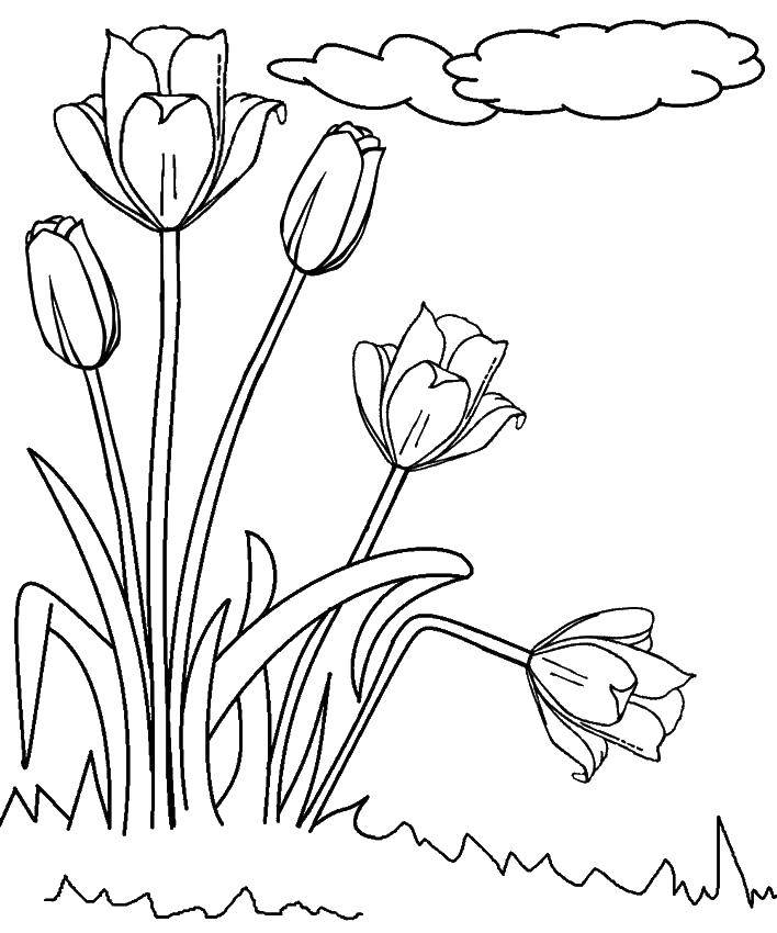 Название: Раскраска Тюльпаны в поле. Категория: Ваза. Теги: Цветы.