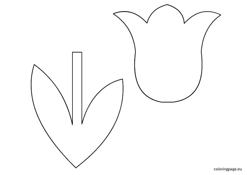 Coloring Cut the Tulip. Category coloring. Tags:  Flowers.
