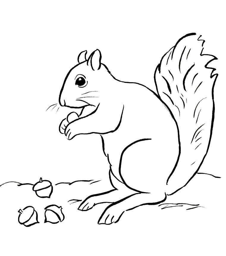 Coloring Squirrel and acorns. Category Animals. Tags:  squirrel, tail, acorns.