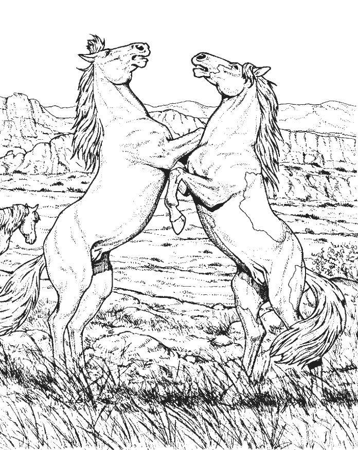 Название: Раскраска Два коня. Категория: лошади. Теги: лошади, хвосты.