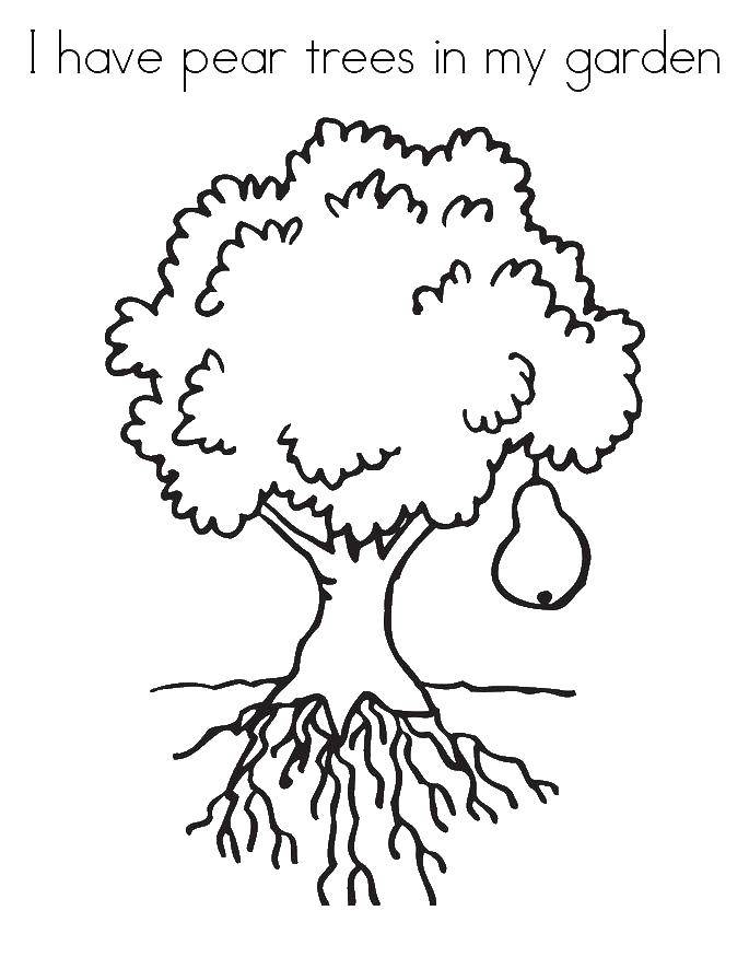 Название: Раскраска Груша на дереве. Категория: Английский. Теги: английский, дерево.