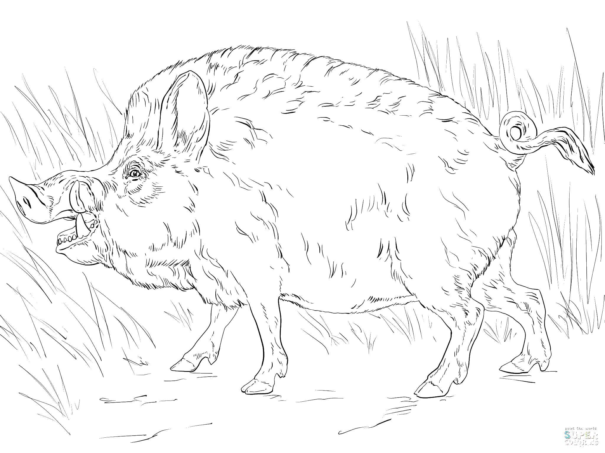 Coloring Boar. Category Animals. Tags:  animals wild boar.