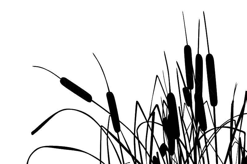 Название: Раскраска Камыш. Категория: Контуры травы для вырезания. Теги: трава, камыш.