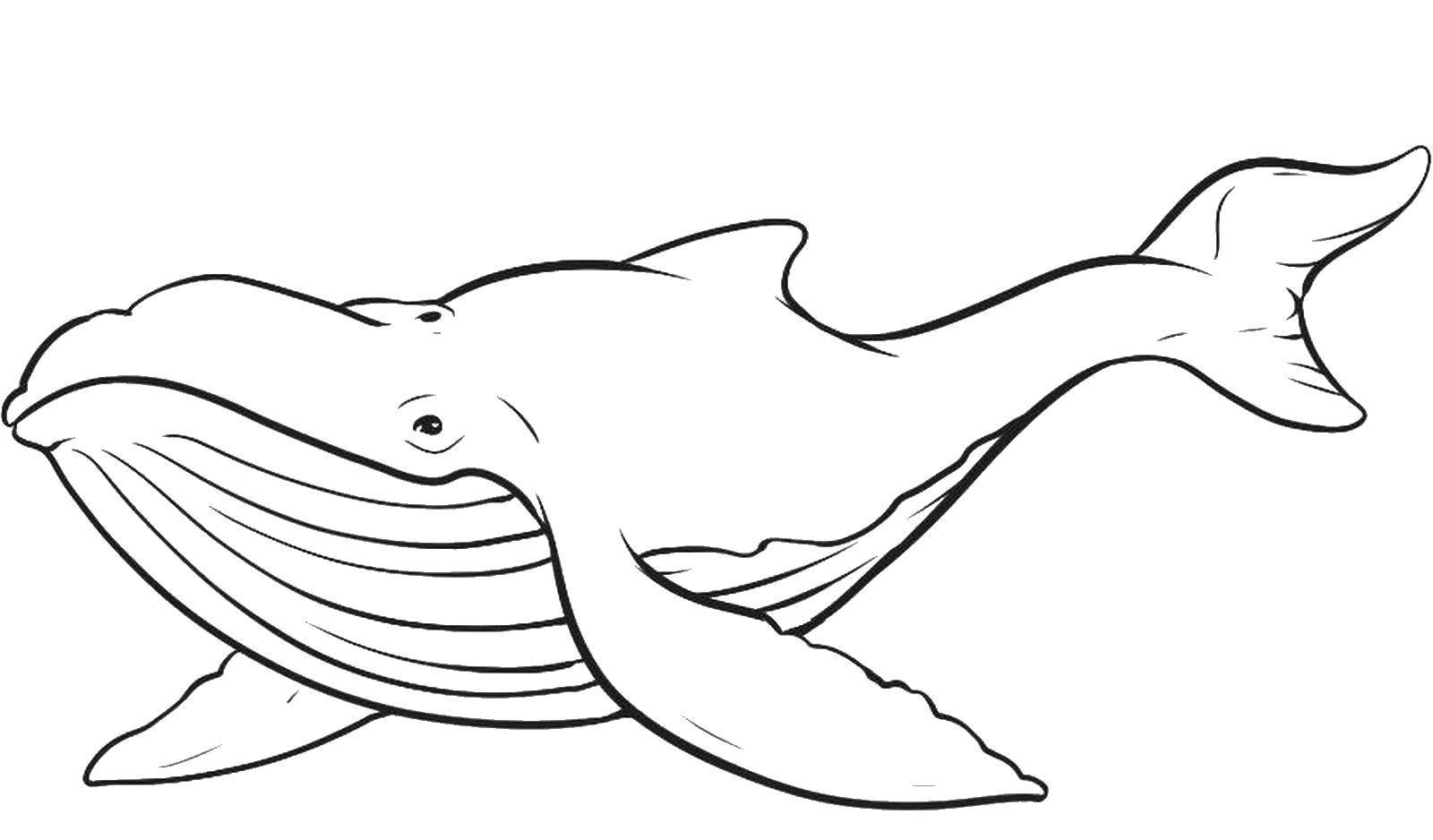 Coloring Whale. Category marine animals. Tags:  whale, tail.