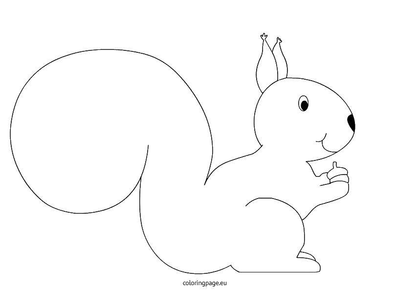 Coloring The contour of the squirrel with the acorn. Category The contours proteins to cut. Tags:  protein, contour, acorn, tail.