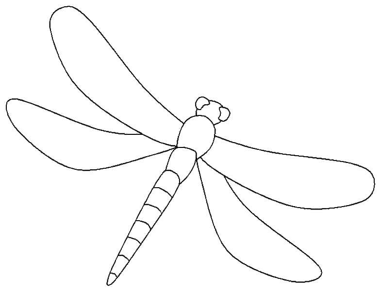 Название: Раскраска Контур стрекозы. Категория: Насекомые. Теги: контур, стрекоза, крылья.