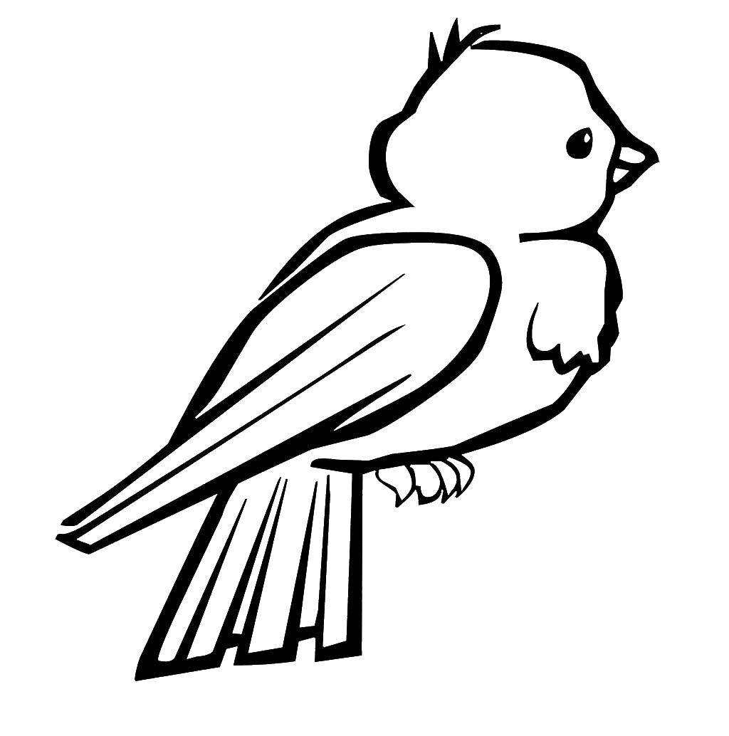 Название: Раскраска Контур воробья. Категория: птицы. Теги: контур, воробей, крылья.