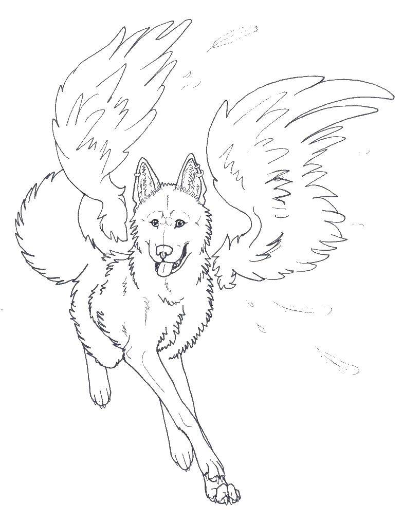 Название: Раскраска Крылатый пес. Категория: раскраски. Теги: крылья, псы, собаки.