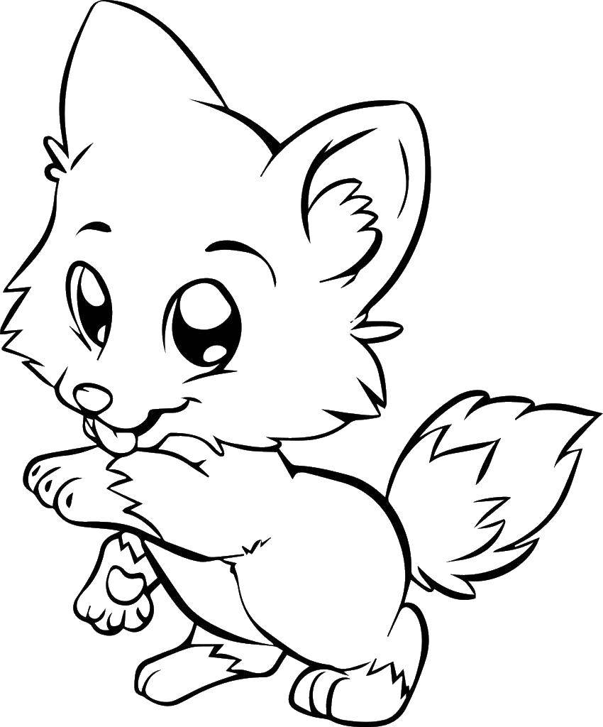 Coloring Fox licking paw. Category coloring. Tags:  the Fox, paw, tail.