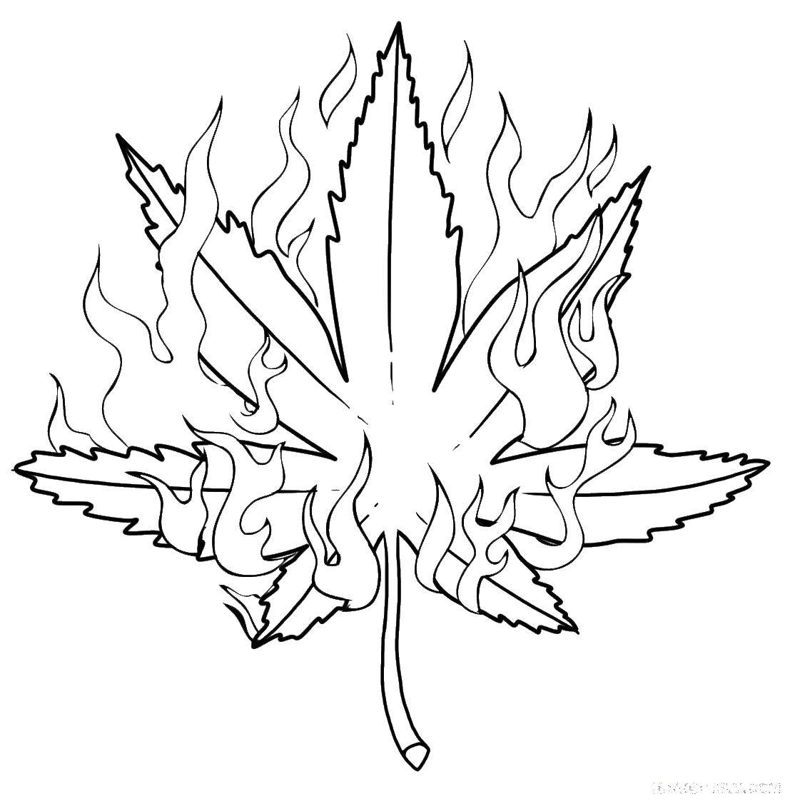 Название: Раскраска Листок в огне. Категория: листья. Теги: листок, огонь, пламя.