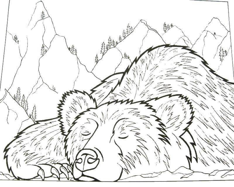 Название: Раскраска Медведь спит в лесу. Категория: Сон. Теги: медведь, лес, сон.