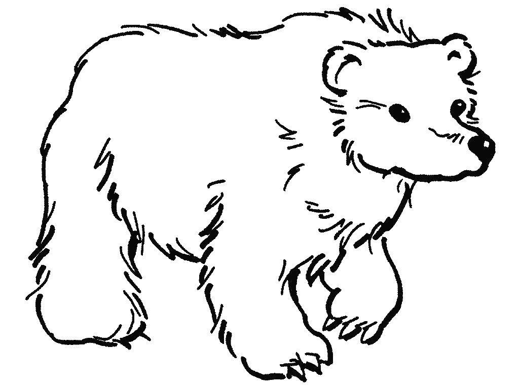 Coloring Bear. Category Animals. Tags:  animals, bears, bears.
