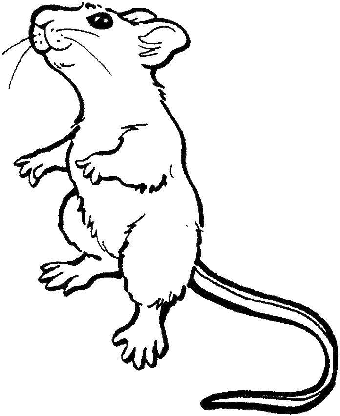 Coloring Mouse with tail. Category Animals. Tags:  mouse, tail, antennae.