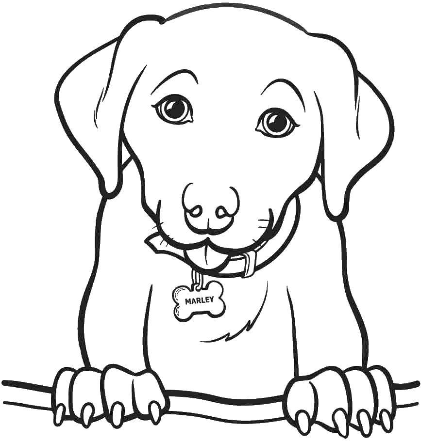 Название: Раскраска Ошейник с косточкой и собака. Категория: собаки. Теги: собака, ошейник, кость.