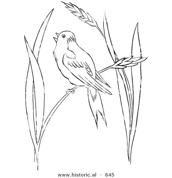 Название: Раскраска Птичка в травке. Категория: Контуры травы для вырезания. Теги: трава, птицы.