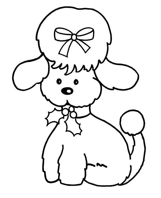 Coloring Poodle with a bow. Category dogs. Tags:  poodle, bow, collar.