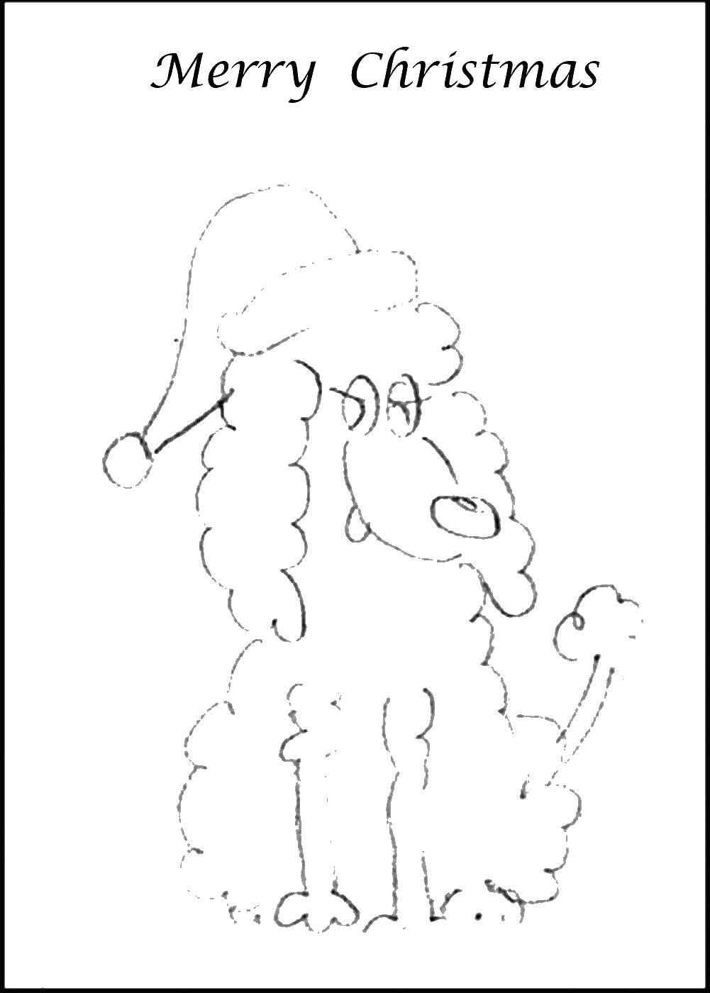 Coloring Poodle in a Christmas cap. Category Christmas. Tags:  poodle, hat, tail.