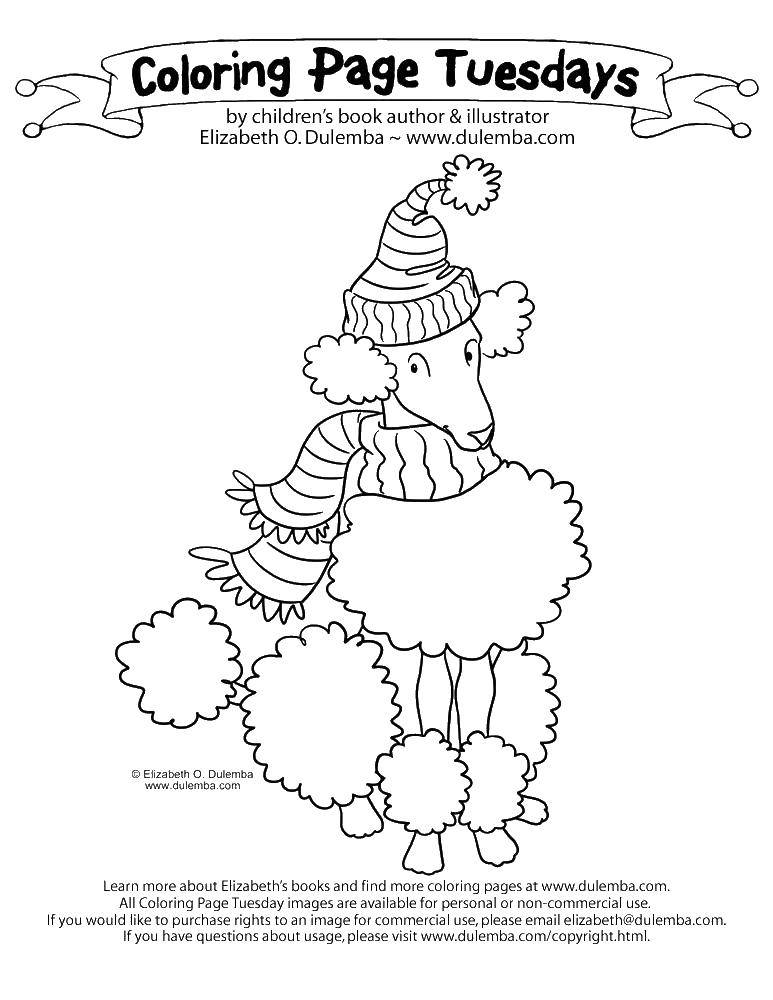 Название: Раскраска Пудель в шапке и шарфе. Категория: Рождество. Теги: пудель, шапка, шарф.