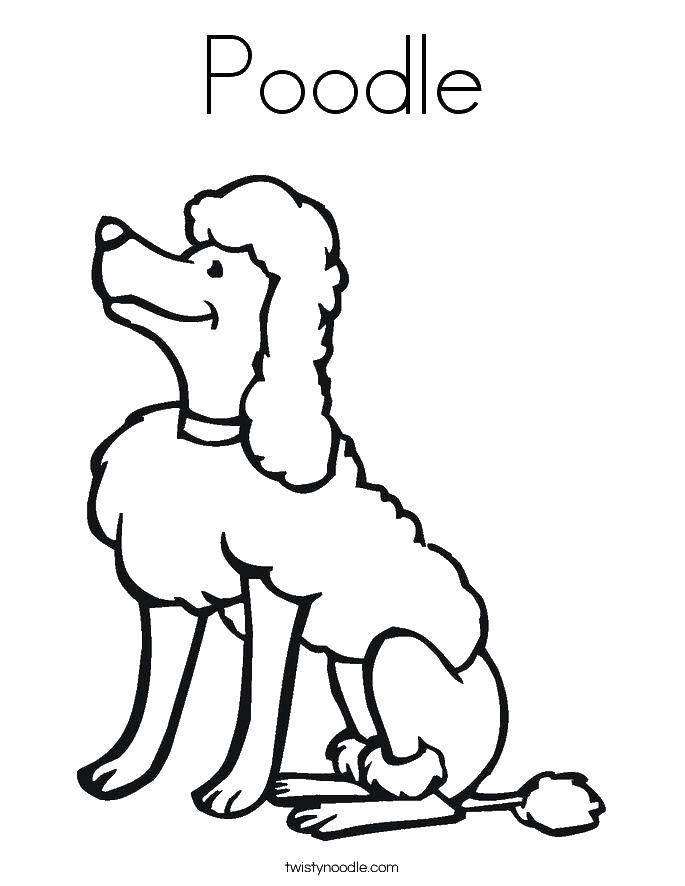 Coloring Poodle. Category the dog. Tags:  the poodle, nose, tail.