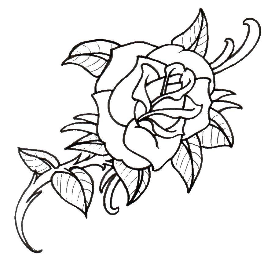 Название: Раскраска Роза с листочками. Категория: цветы. Теги: роза, листья, листики.