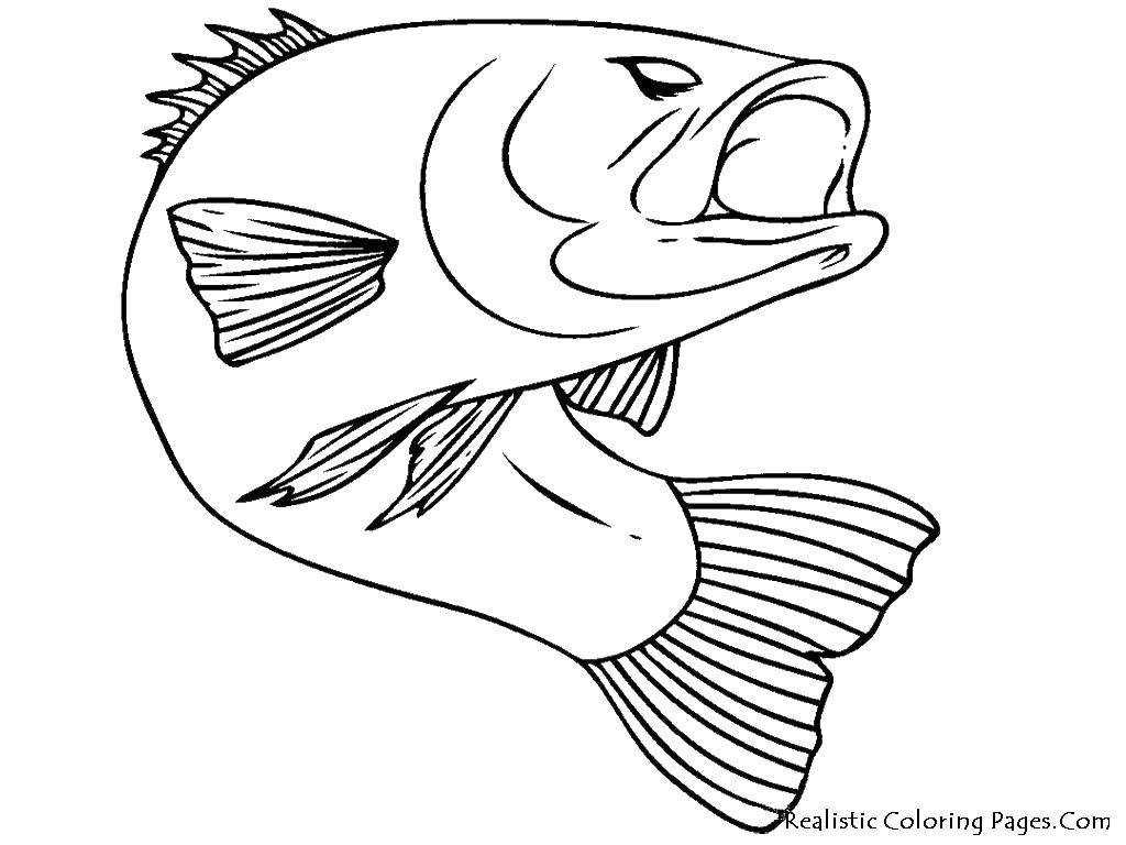 Название: Раскраска Рыба щука. Категория: Контуры рыбы для вырезания. Теги: щука, хвост, плавник.