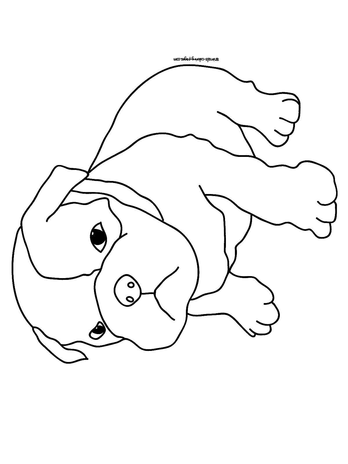 Название: Раскраска Щенок французского бульдога. Категория: собаки. Теги: щенок, бульдог, ушки.