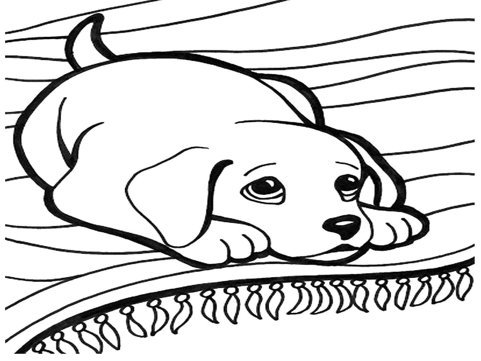 Название: Раскраска Щенок на ковре. Категория: собаки. Теги: щенок, ковер, ушки.