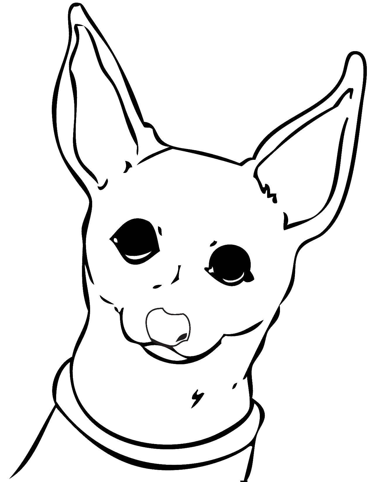 Название: Раскраска Собака чихуахуа. Категория: собаки. Теги: собака, чихуахуа, ушки.