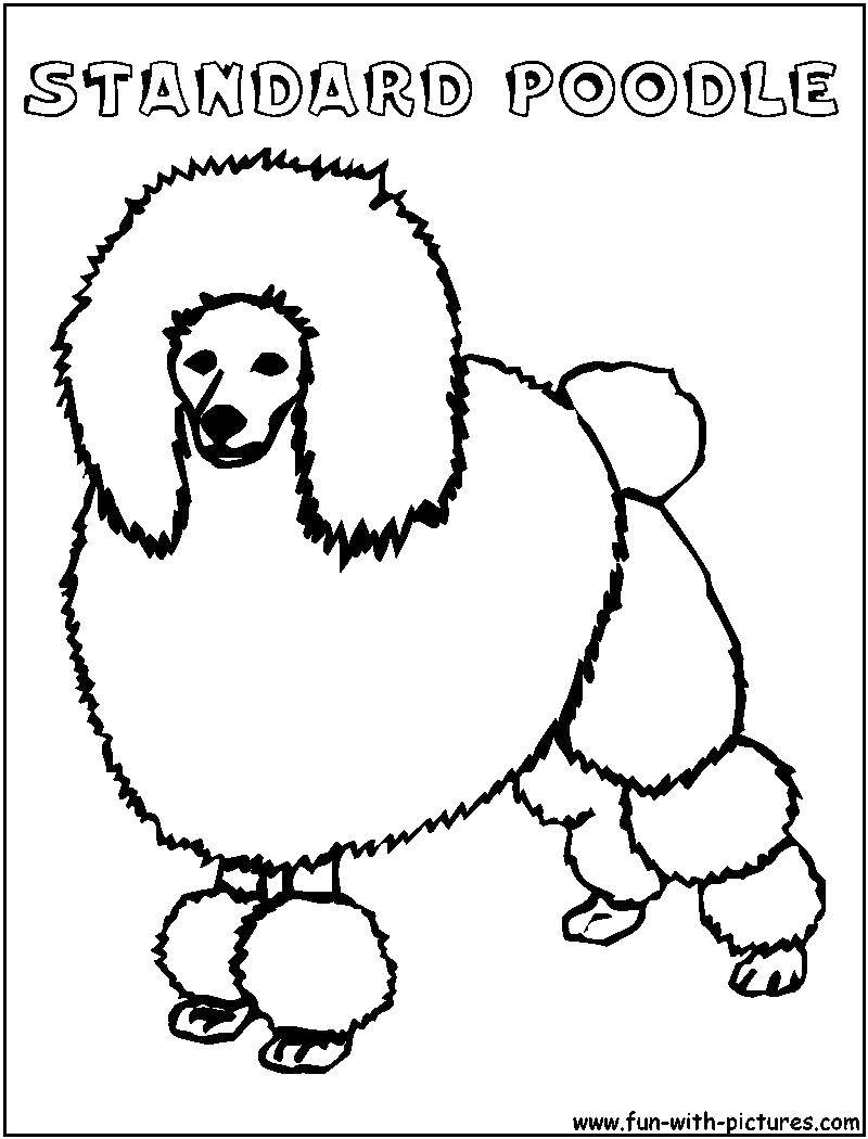 Название: Раскраска Собака пудель. Категория: собака. Теги: пудель, лапы, хвост.