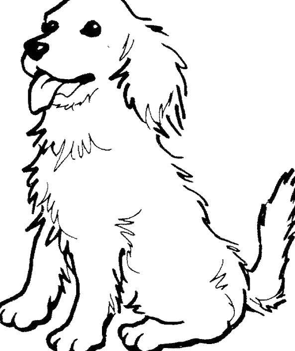 Название: Раскраска Собака с вынутым языком. Категория: собаки. Теги: собака, язык, уши.
